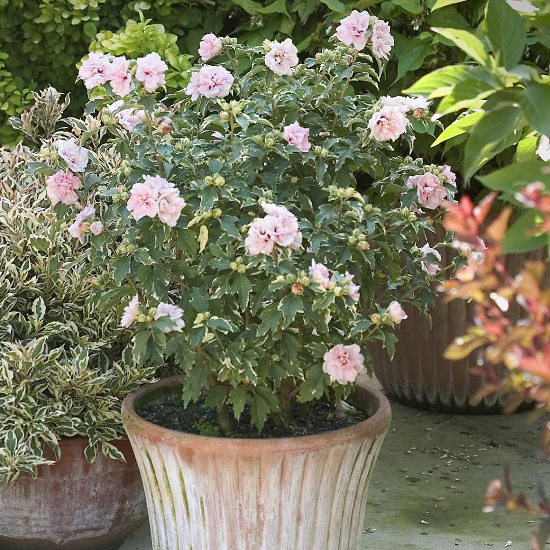 Sugar Tip Hibiscus blooming in a container